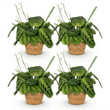 Green boutiQ - Kamerplant - Maranta Fascinator Lemon Lime - Gebedsplant - Huisdiervriendelijke Plant - Groen - 4 Planten - met Mand - Pot 12cm - Hoogte 25cm