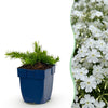 Green boutiQ - Vasteplant - Phlox Maischnee - Vlambloem - Bodembedekkend - Wit - 12 Planten - Pot 11cm - Hoogte 15-25cm