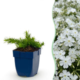 Green boutiQ - Vasteplant - Phlox Maischnee - Vlambloem - Bodembedekkend - Wit - 12 Planten - Pot 11cm - Hoogte 15-25cm