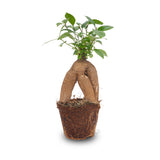 Ficus microcarpa ginseng bonsai- Potmaat 9