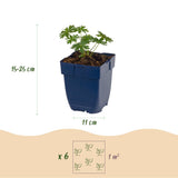 Green boutiQ - Vasteplant - Geranium sang. Album - Ooievaarsbek - Bodembedekkend - Wit - 3 Planten - Pot 11cm - Hoogte 15-25cm