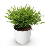 Green boutiQ - Kamerplant - Bamusa Pogonatherum Monica - Bamboegras - Huisdiervriendelijke Plant - Groen - 1 Plant - met Potter Wit - Pot 12cm - Hoogte 20cm