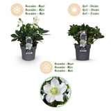 Green boutiQ - Tuinplant - Kerstroos - Helleborus Christmas Carol- Witte Bloem -1 Plant - Groenblijvend - Pot 14cm Hoogte 30cm