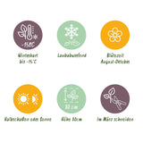 Green boutiQ - Tuinplant - Hydrangea panniculata Living Little Rosy - Pluimhortensia - Winterhard - Roze - 1 Plant - Pot 12cm - Hoogte Hoogte 20-30cm