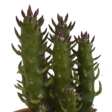 Cactus mix 5.5 cm - 5x - in terracotta pot