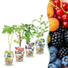 Green boutiQ - Fruitplanten - Rainbow - Rode Bes - Gele Framboos - Zwarte Braam - Blauwe Bes - Winterhard - 4 Planten - Pot9cm