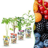 Green boutiQ - Fruitplanten - Rainbow - Rode Bes - Gele Framboos - Zwarte Braam - Blauwe Bes - Winterhard - 4 Planten - Pot9cm