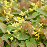 Green boutiQ - Vasteplant - Epimedium perralch. Frohnleiten - Elfenbloem - Schaduw - Geel - 6 Planten - Pot 11cm - Hoogte 15-25cm