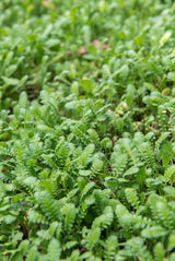 24x Leptinella squalida - ↕10-25cm - Ø9cm