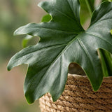 Green boutiQ - Kamerplant - Philodendron - Philodendron Lickety split - Groen - Weinig onderhoud - 1 Plant - met Mand - Pot 19cm - Hoogte 70cm