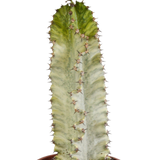 Euphorbia marmorata 17 cm