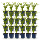 Green boutiQ - Vasteplant - Hemerocallis Autumn Red - Daglelie - Bijen en Vlinderlokkers - Rood - 24 Planten - Pot 11cm - Hoogte 15-25cm