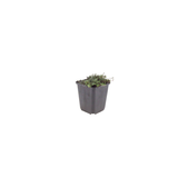 48x Thymus praecox 'Coccineus' - ↕10-25cm - Ø9cm