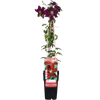 Clematis Niobe - ↨65cm - Ø15