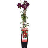 Clematis Niobe - ↨65cm - Ø15