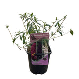 Green boutiQ - Vlinderstruik - Buddleja davidii Tricolour - Bloem Roze , Wit en Paars - 3 Planten - 1m2 - Bladverliezend - Vlinderlokkend -Pot 17cm Hoogte 30cm