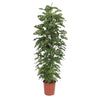 Monstera Monkey Leaf gaasrek - 180 cm - ø27