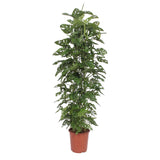 Monstera Monkey Leaf gaasrek - 180 cm - ø27