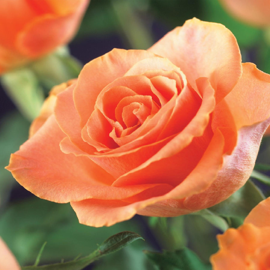 Rosa Orange Climber – 2 planten · 40 cm hoog (foto 4)