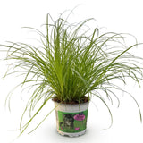 Green boutiQ - Kamerplant - Cyperus alternifolius Zumula - Kattengras - Huisdiervriendelijke Plant - Groen - 1 Plant - Pot 12cm - Hoogte 20cm