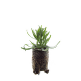 Lavandula 'Munstead' – 6 Pluggen | Kweek & Geniet van Geurende Lavendel