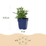 Green boutiQ - Vasteplant - Salvia nem. Sense Deepl Pink - Salie - Bijen en Vlinderlokkers - Roze - 12 Planten - Pot 11cm - Hoogte 15-25cm