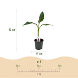 Green boutiQ - Fruitplant - Bananen plant - Musa sikkemensis Red Tiger - Winterhard - 2 planten - Pot 17cm Hoogte 40cm