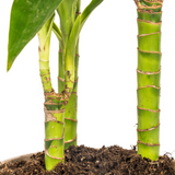 Dracaena Deremensis Lisa Ø21cm - ↕90 - 110cm