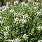 Green boutiQ - Vasteplant - Thymus praecox Albiflorus - Witte kruiptijm - Geurend - Wit - 6 Planten - Pot 11cm - Hoogte 15-25cm