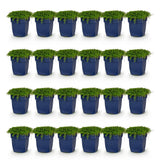 Green boutiQ - Vasteplant - Isotoma fluviatilis - Sterrenbloem - Rotsplanten - Licht Blauw - 24 Planten - Pot 11cm - Hoogte 15-25cm