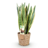 Green BoutiQ - Green is... Kamerplanten - Sansevieria Laurentii - Vrouwentong - Weinig onderhoud - met mand - Groen - 1 Plant - Pot 21cm - Hoogte 70-80cm