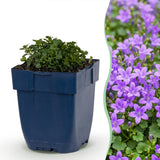 Green boutiQ - Vasteplant - Campanula portenschlagiana - Perzikbladklokje - Bodembedekkend - Roze - 1 Plant - Pot 11cm - Hoogte 15-25cm