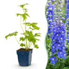 Green boutiQ - Vasteplant - Delphinium (P) Blue Bird - Ridderspoor - Bijen en Vlinderlokkers - Blauw - 24 Planten - Pot 11cm - Hoogte 15-25cm