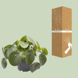 Pilea Peperomioides - Ø12cm - ↕20cm