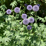 24x Echinops ritro - ↕10-25cm - Ø9cm