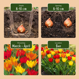 50x Tulipa Praestans Mix - Tulipa Praestans Mix - Diversen - Voorjaarsbloeier - Bolmaat 8/9