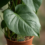Green boutiQ - Kamerplant - Gatenplant - Monstera Deliciosa mosstok - Groen - Weinig onderhoud - 1 Plant - Pot 19cm - Hoogte 90cm