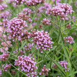 Green boutiQ - Vasteplant - Verbena bonariensis Lollipop - Ijzerhard - Bijen en Vlinderlokkers - Paars - 6 Planten - Pot 11cm - Hoogte 15-25cm