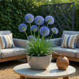 Green boutiQ - Bloembollen - Allium Caeruleum - Kleur Blauw - 40 stuks - Bolmaat 4/5 - XXL Pack