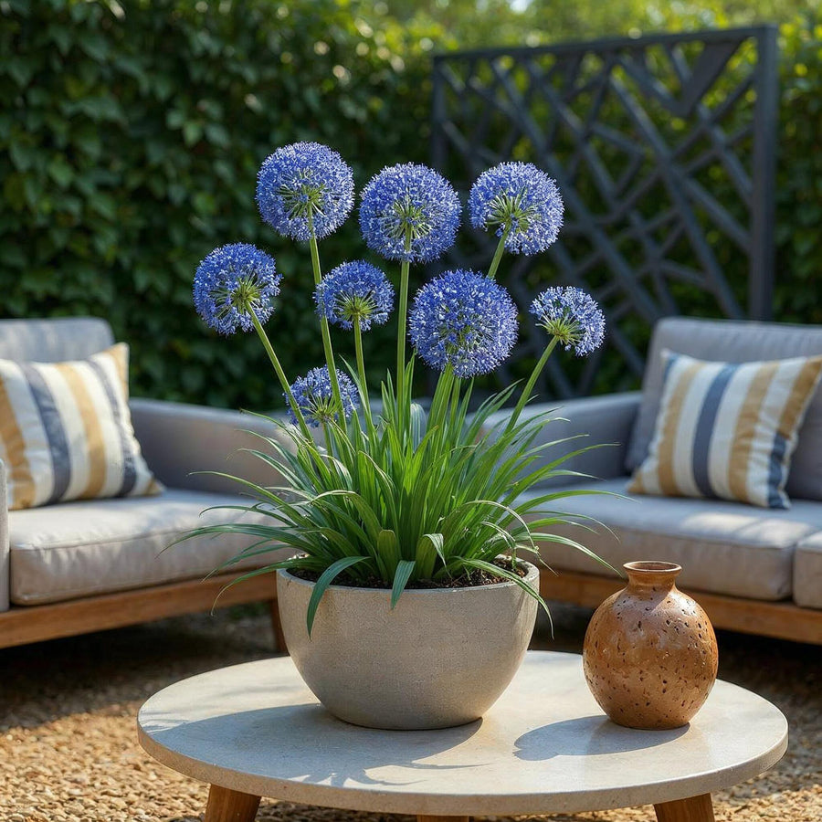 Alliumbollen Caeruleum — blauw, 40 stuks (bolmaat 4/5)