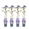 4x - Clematis Multi Blue - ↨65cm - Ø15
