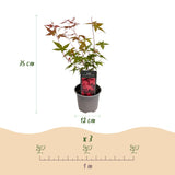 Green boutiQ - Tuinplant - Acer palmatum Tricolour - Rood-Groen-Oranje- 3 Planten - Blad verliezend - Weinig Onderhoud - Pot 12cm Hoogte 35cm