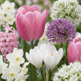 250x Bulb Garden Pink - Bollentuinroze - Diversen - Zomerbloeier - Bolmaat 10/12
