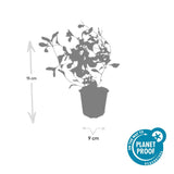 24x Ceratostigma plumbaginoides- ↕10-25cm - Ø9cm