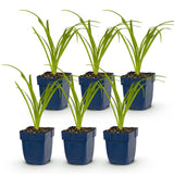 Green boutiQ - Vasteplant - Hemerocallis Tricolour - Daglelie - Bijen- en vlinderlokkers - Creme - Geel - Rood - 6 Planten - Pot 11cm - Hoogte 15-25cm