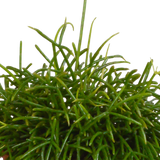 Rhipsalis baccifera Oasis 12cm