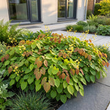 Green boutiQ - Vasteplant - Epimedium perralch. Frohnleiten - Elfenbloem - Schaduw - Geel - 6 Planten - Pot 11cm - Hoogte 15-25cm