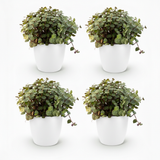 Green boutiQ - Kamerplant - Calissia repens - Kattengras - Huisdiervriendelijk - Groen - 4 Planten - met Potter Wit - Pot 12cm - Hoogte 17-20cm