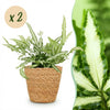 Green boutiQ - Kamerplant - Pteris cretica Albolineata - Lintvaren - Huisdiervriendelijke Plant - Groen - 2 Planten - met Mand - Pot 12cm - Hoogte 20cm