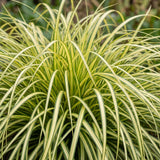 Green boutiQ - Grassen - Carex oshimensis Evergold - Japanse Zegge - Groenblijvend - Geel-Groen - 6 Planten - Pot 11cm - Hoogte 15-25cm